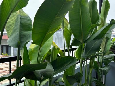 Bán Nhà Đường Nguyễn Văn Linh, P. Hải Châu, Tp Đà Nẵng