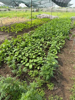 Cho thuê đất trồng rau