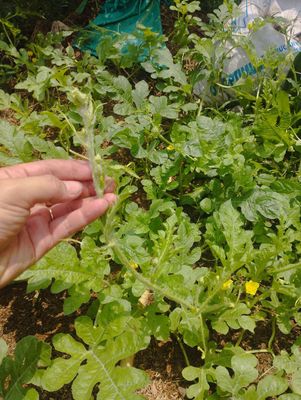 Đất vườn có hàng rào kín yên tĩnh.