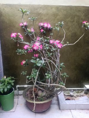 NHÀ ĐẸP FULL NỘI THẤT