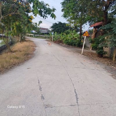 CHO THUÊ ĐẤT TCLN HẺM 5M(XT) NGUYỄN THỊ LẮNG, P.TP TRUNG, H.CC 30TR