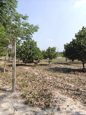 Cho thuê đất thổ cư chính chủ đã tách 5 sổ hồng giá 9,9 triệu/tháng