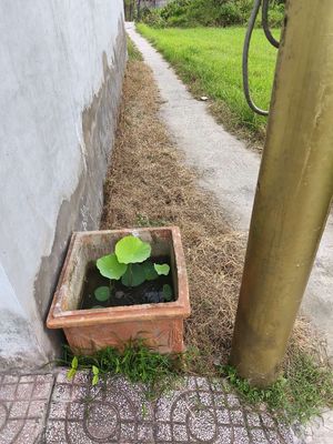 nhà mới cho thuê