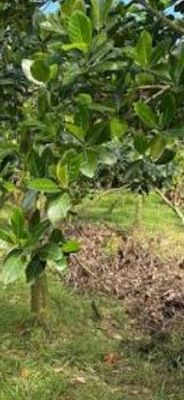 Đất trang trại trồng mít, sả, cây ăn trái, ao 5.000m2 30.000m2