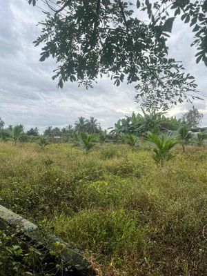 cho thuê đất mặt tiền
