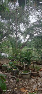 Cho thuê quán cafe sân vườn tại Bình Hưng, Bình Chánh