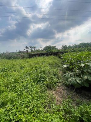 cho thuê đất nông nghiệp