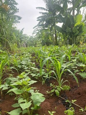 Cho thuê đất nông nghiệp. Xã Vĩnh Lộc