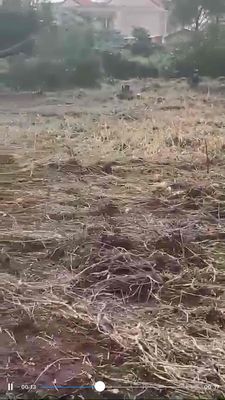 cho thuê đất Quốc Lộ 50 phong phú Bình Chánh 8.000m giá rẻ