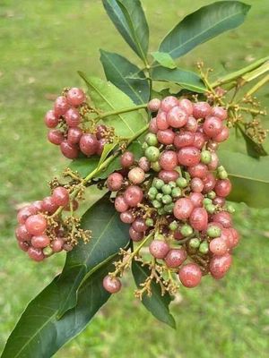 CHO THUÊ MT Độc Lập - P Tân Thành  : 4 x 20 Đúc 3,5 Tâm có 4 Pn, 4 Wc 