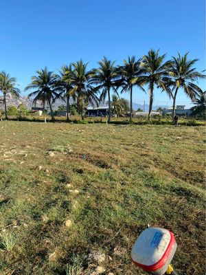 ĐẤT NÔNG NGHIỆP 300m2 MIỄN PHÍ THUÊ 6 THÁNG THÀNH HẢI, TP. PHAN RANG