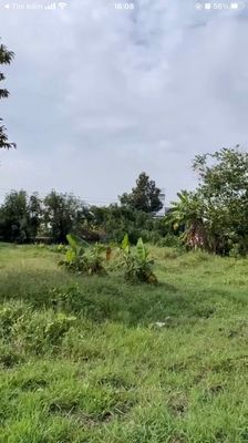 Cho thuê đất 4.800m, 15 triệu, đường Đặng Văn Búp,phước hậu, cần giuộc