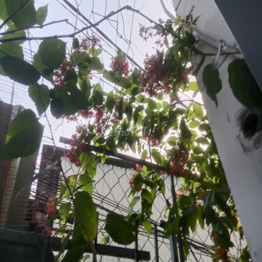 Nhà cho thuê nguyên căn 40 m2 - Phường Linh Chiểu - Thủ Đức