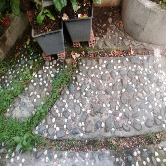 Nhà cho thuê nguyên căn 40 m2 - Phường Linh Chiểu - Thủ Đức