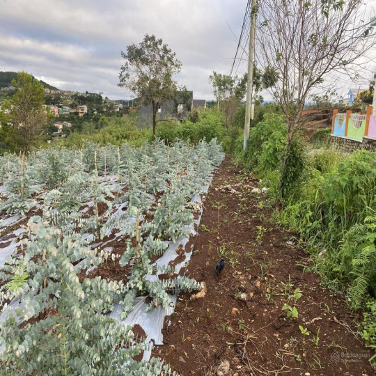 Cho thuê 10.600m2 đất vườn cafe Sim Tím MT QL20, HXH Đà Lạt