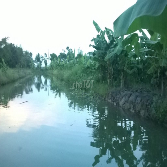 cho thuê đất trồng cây lâu năm