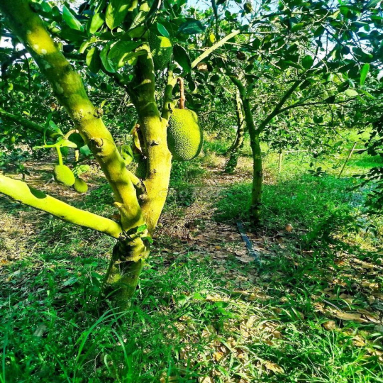 Cần cho thuê đất vườn mít