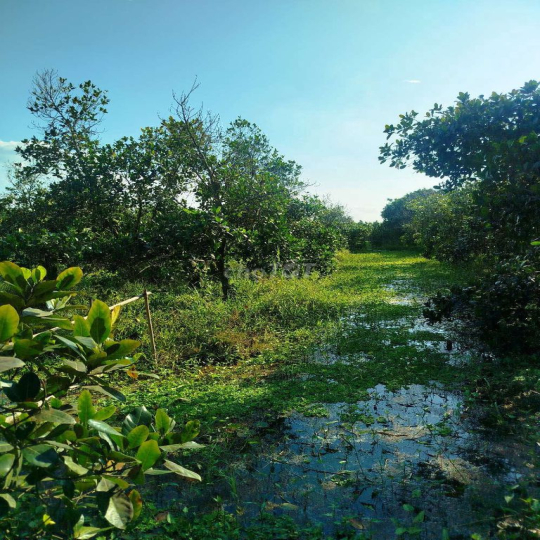 Cần cho thuê đất vườn mít