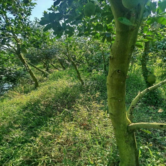 Cần cho thuê đất vườn mít