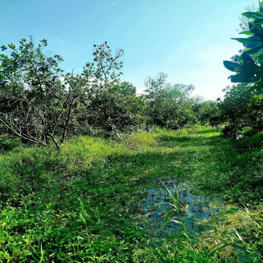 Cần cho thuê đất vườn mít