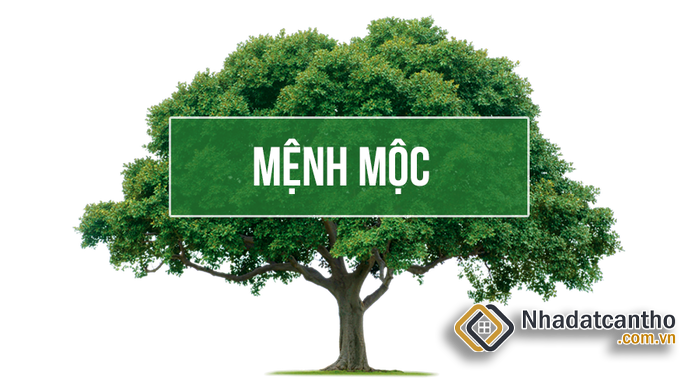 Mệnh Mộc Hợp Màu Gì Và Không Hợp Màu Gì Năm 2023?