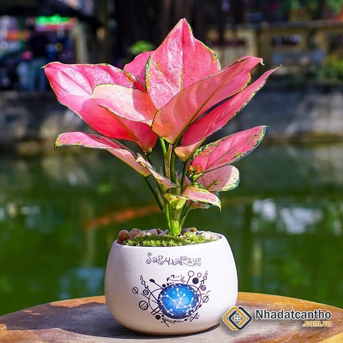 Cây phong thủy cho gia chủ mệnh Thủy chiêu tài, gặp may mắn