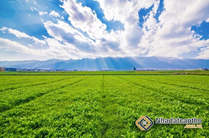 Căn Cứ Tính Giá Đền Bù Đất Nông Nghiệp 2023 Mới Nhất