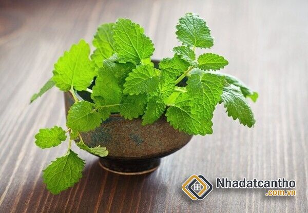 Cây phong thủy đặt trong nhà bếp để hút tài lộc, sung túc