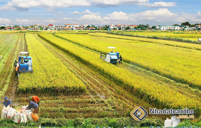 Giải đáp thắc mắc: Đất ruộng có sổ đỏ không?