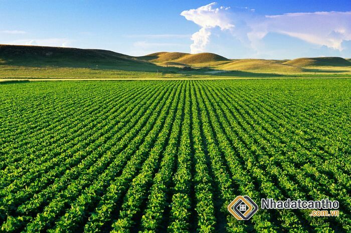 Căn Cứ Tính Giá Đền Bù Đất Nông Nghiệp 2023