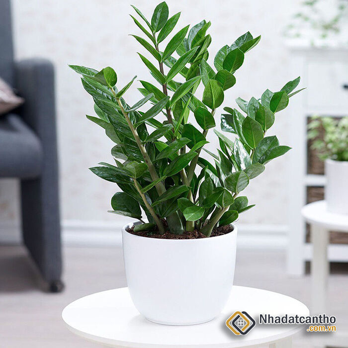 Cây kim tiền: Loài cây phong thủy mang đến giàu sang, phú quý