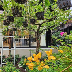 🏡 CHO THUÊ BIỆT THỰ SIÊU RỘNG – KHU THẢO ĐIỀN, QUẬN 2 🌿