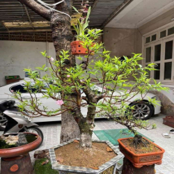 BIỆT THỰ SÂN VƯỜN NGỌC THUỴ 190m2 – Ô TÔ VÀO NHÀ, FULL ĐỒ–23TR/THÁNG!