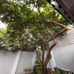🏡 CHO THUÊ NHÀ NGUYÊN CĂN – TRUNG TÂM HẠ LONG