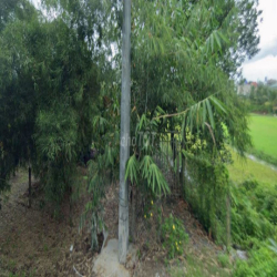 Đất vườn Bình Mỹ , Củ Chi