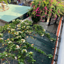 Biệt thự Bà Triệu Vũng Tàu bán gấp. Trệt 2 lầu DT 230m2 giá 19tỷ TL