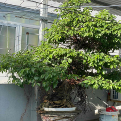 cho thuê đất mân quang 6