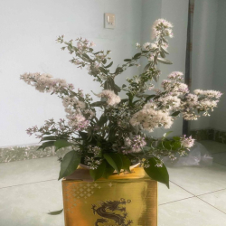 cho thuê đất mân quang 6