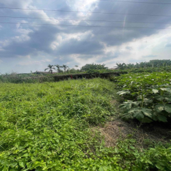 cho thuê đất nông nghiệp