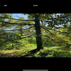 Cần bán nhà vườn .và căn nhà cấp 4