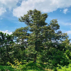 Cần bán nhà vườn .và căn nhà cấp 4