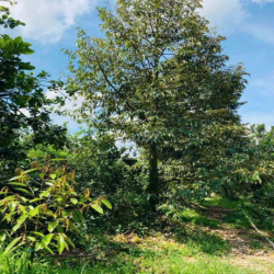 Cần bán nhà vườn .và căn nhà cấp 4