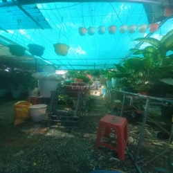 Cần sang mặt bằng cây cảnh non bộ .