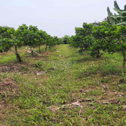 Cần bán nhà xưởng + đất rộng, thuận tiện kinh doanh