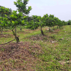 Cần bán nhà xưởng + đất rộng, thuận tiện kinh doanh