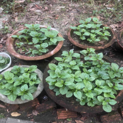 Đất giai đoạn 1 đường Nghiêm Xuân Yêm, gần Bùi Tá Hán