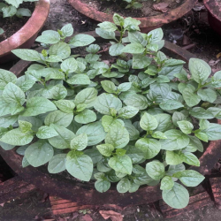 Đất giai đoạn 1 đường Nghiêm Xuân Yêm, gần Bùi Tá Hán