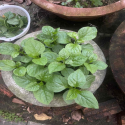 Đất giai đoạn 1 đường Nghiêm Xuân Yêm, gần Bùi Tá Hán