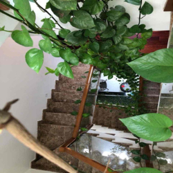 Chính chủ cho thuê nhà phố góc cong viên, trệt 3 lầu, 4 phòng 5wc