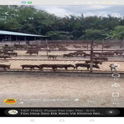 Cho thuê 1000m đất vườn hiệp phứớc